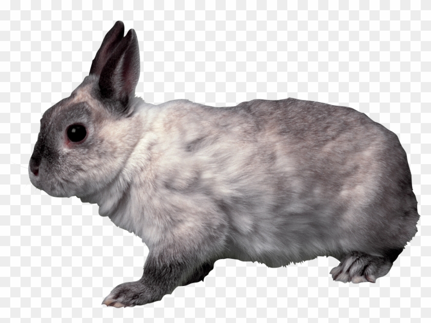Rabbit Png Rabbit Png, School Projects, Bunnies, Clip - Rabbit Transparent