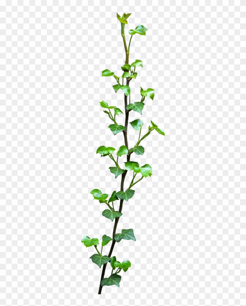 Go To Image - Plant Vine Clipart #1213913