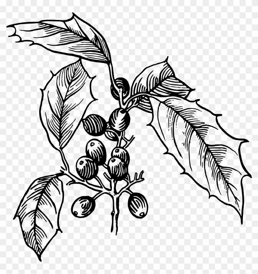 Holly Vector Clipart Image - Holly Vector - Png Download