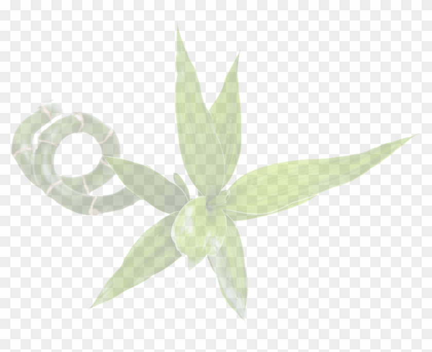 Bamboo - Tropical Woody Bamboos Clipart