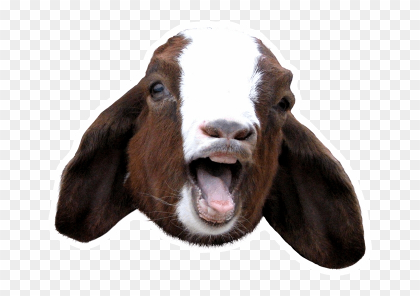 Goat Scream - - Goat Sound Clipart #1214737