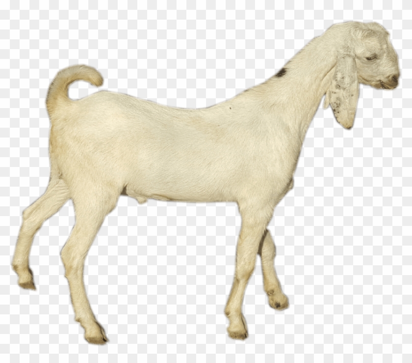 Free Png Download Goat Png Images Background Png Images - Goat Clipart