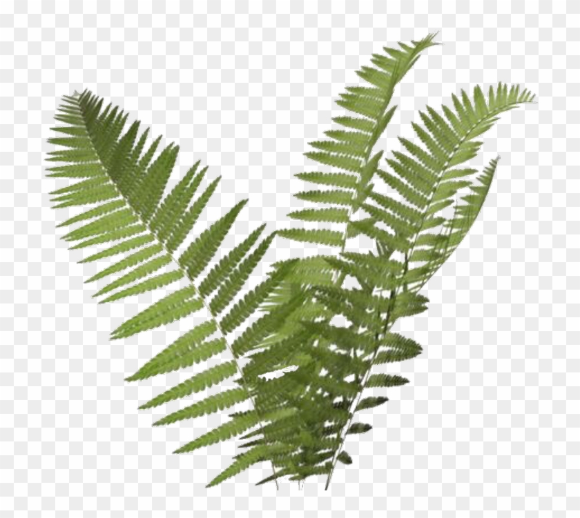 Transparent Tropical Plant Clip Art - Png Download