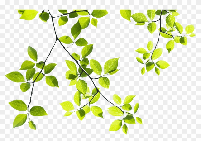Png Library Library Mango Clipart Branch - Tree Branches Png Hd Transparent Png #1215316