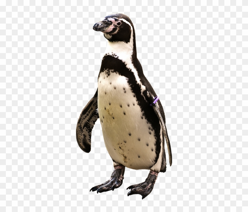 Penguin Png - Pingvin Png Clipart #1215880