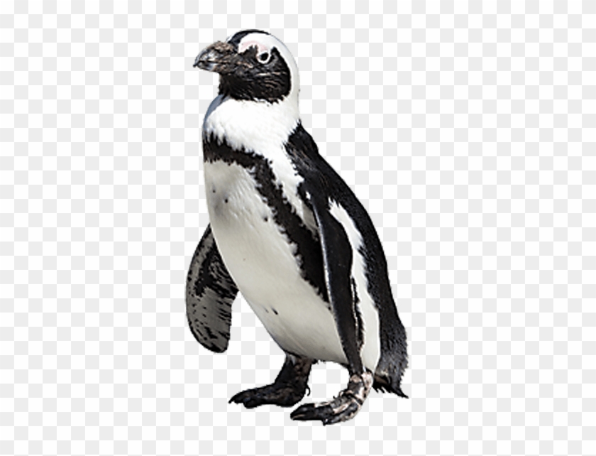 700 X 700 1 - African Penguin Png Clipart #1216061