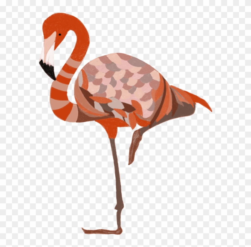 Greater Flamingo Clipart