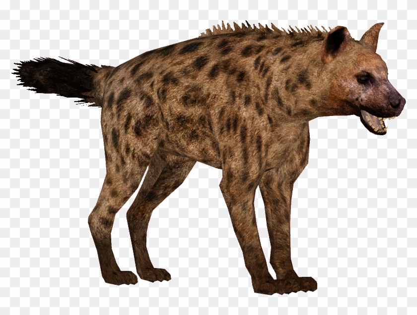 Download Hyena Png Transparent Images Transparent Backgrounds - Hyena Png Transparent Clipart #1216619