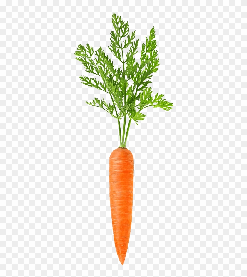 #codevember 03 - Carrot - Carrotsplosion - Carrot Png Clipart #1217138