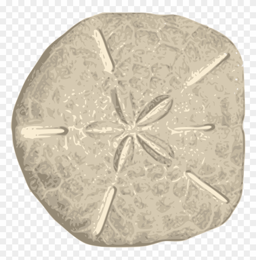 Sand Dollar Png - Sand Dollar Clipart