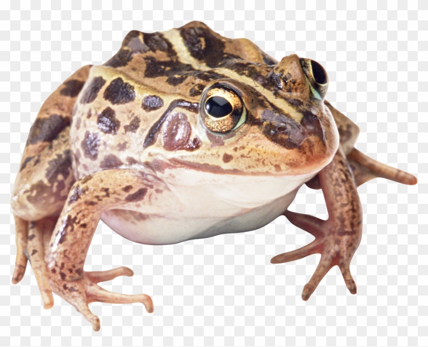 2032 X 1553 6 Clipart