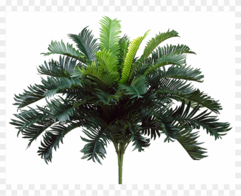25" Cycas Palm Bush X35 - Attalea Speciosa Clipart