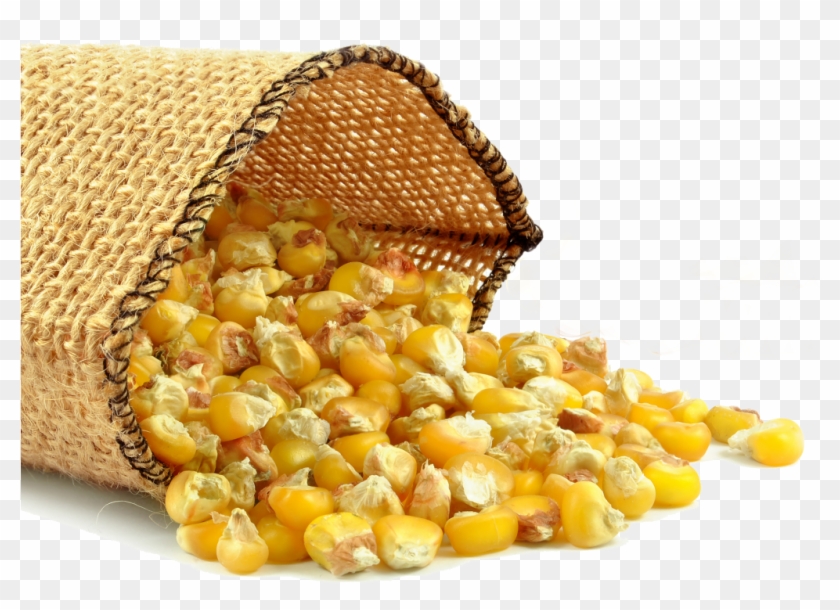 Corn Png - Maize Oil Clipart #1218791