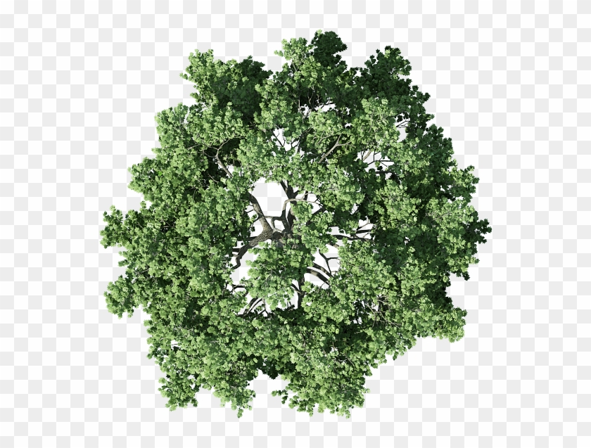 Shrub Png For Free Download On - Tree Floor Plan Png Clipart