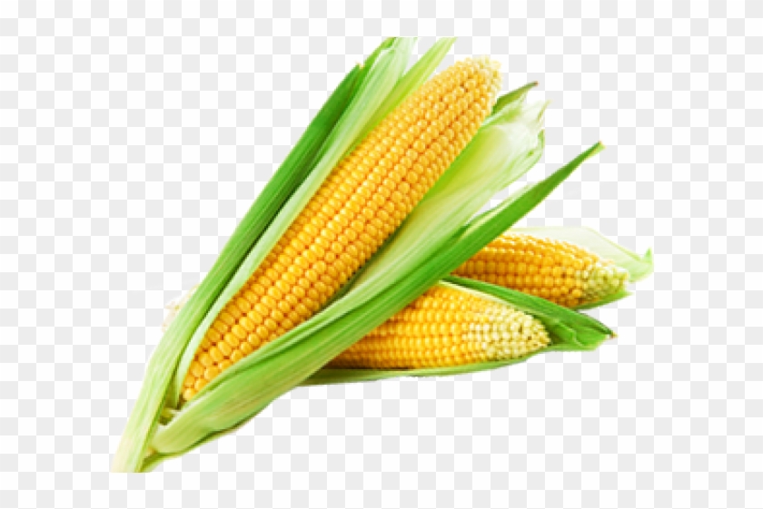 Corn Png Transparent Images - Sweet Corn Clipart #1218879