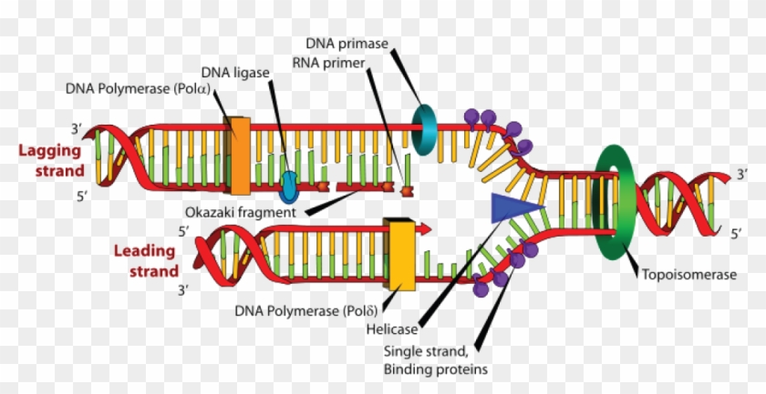 Dna Replication - Enzyme Is Involved In Transcription Clipart #1219064