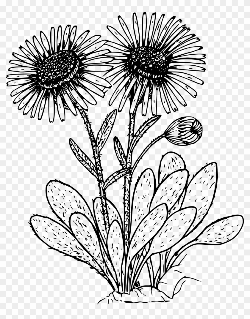 This Free Icons Png Design Of Kern Daisy Clipart #1219156