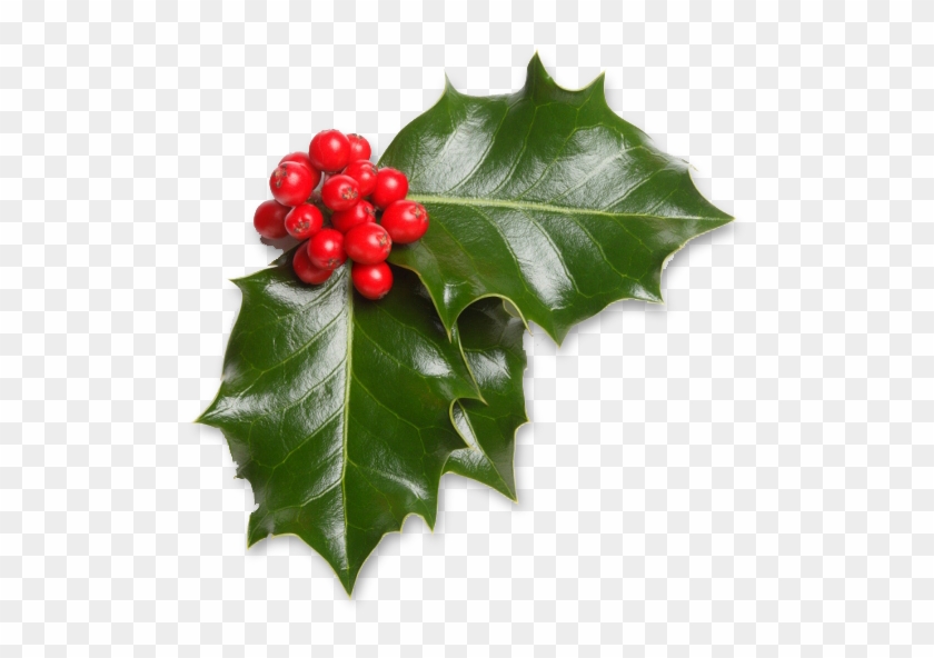 Print Hello Kitty Coloring Pages For Free And Color - Real Christmas Leaf Png Clipart