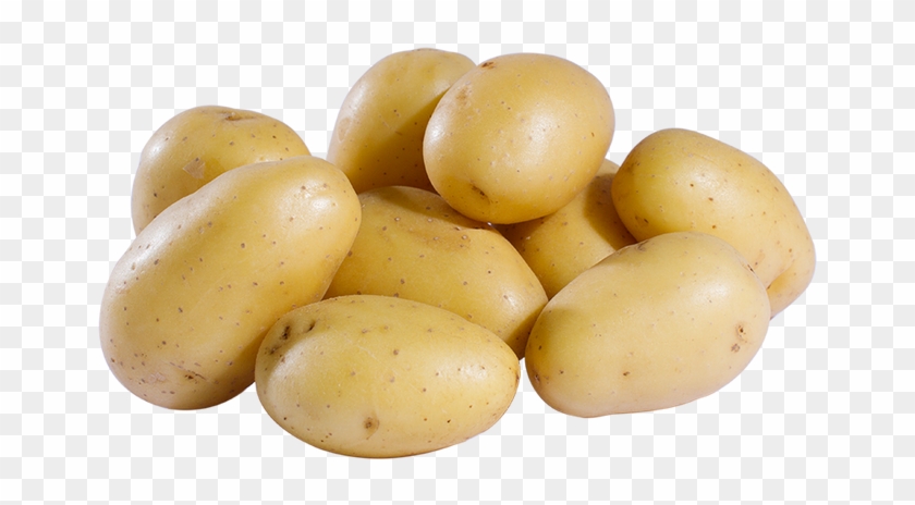 The Potato - Yukon Gold Potato Clipart #1222863