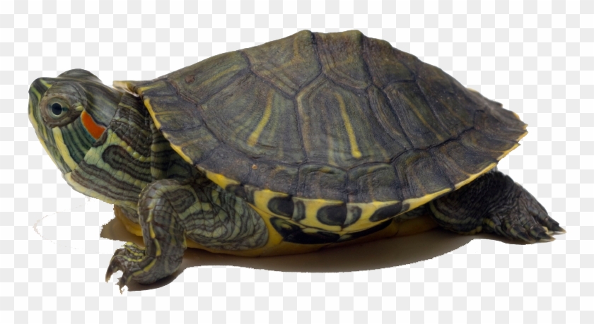 Healthy Baby Red Eared Slider Clipart #1222888