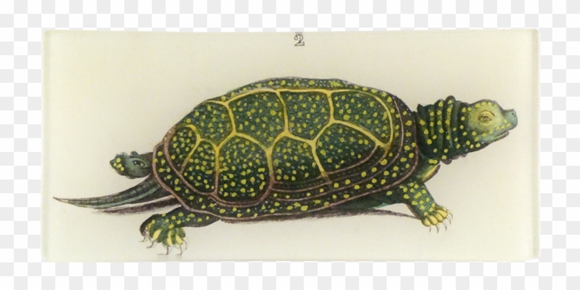Eastern Box Turtle Clipart #1222928