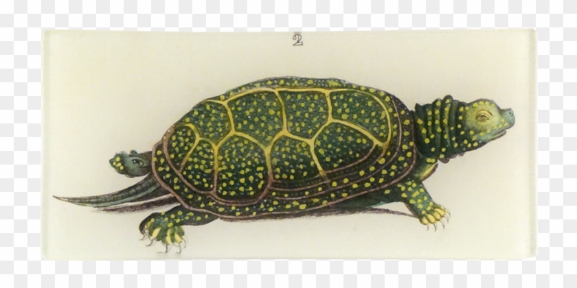 Eastern Box Turtle Clipart