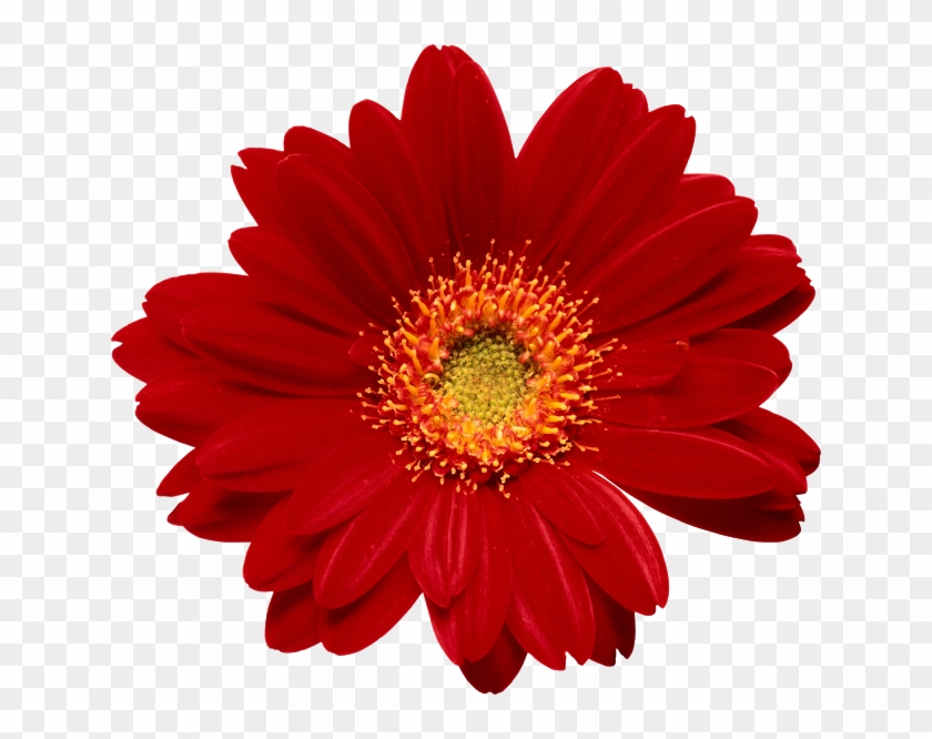 640 X 586 20 - Flores Reales Png Clipart #1223551