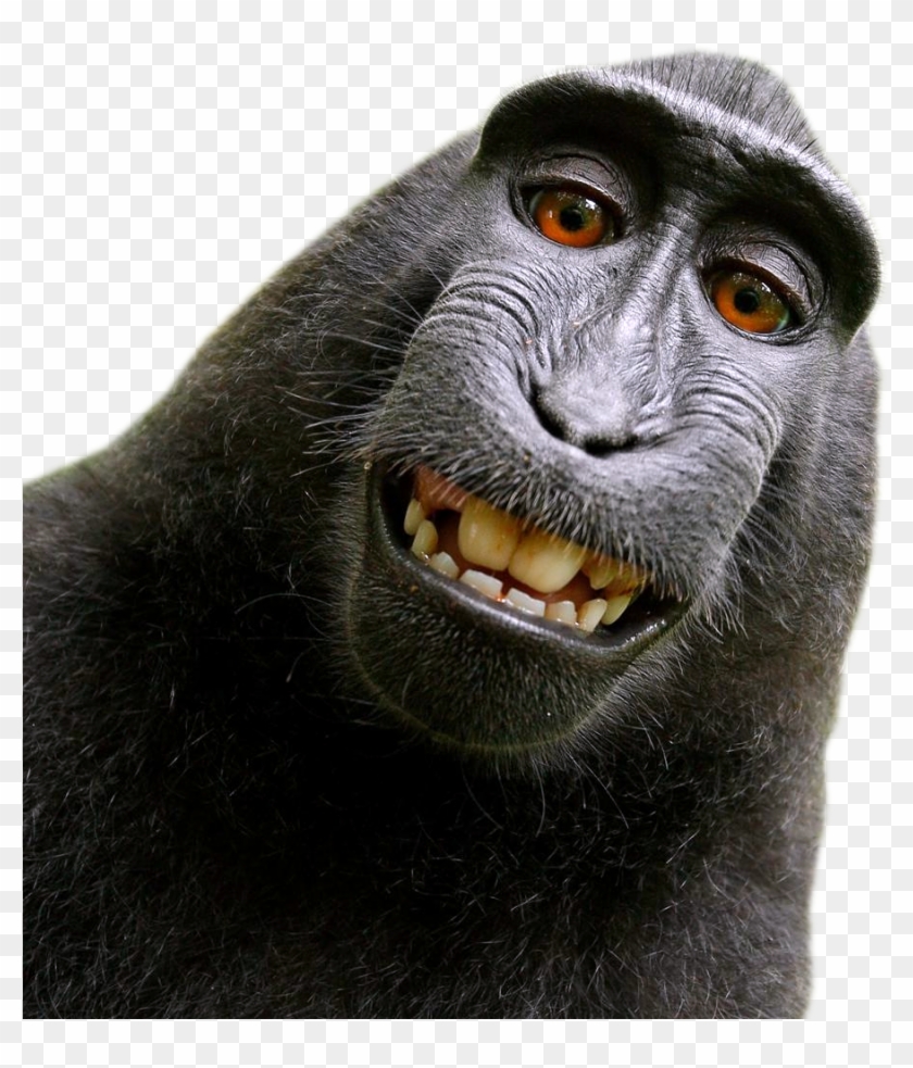 Monkey Png Clipart #1223885