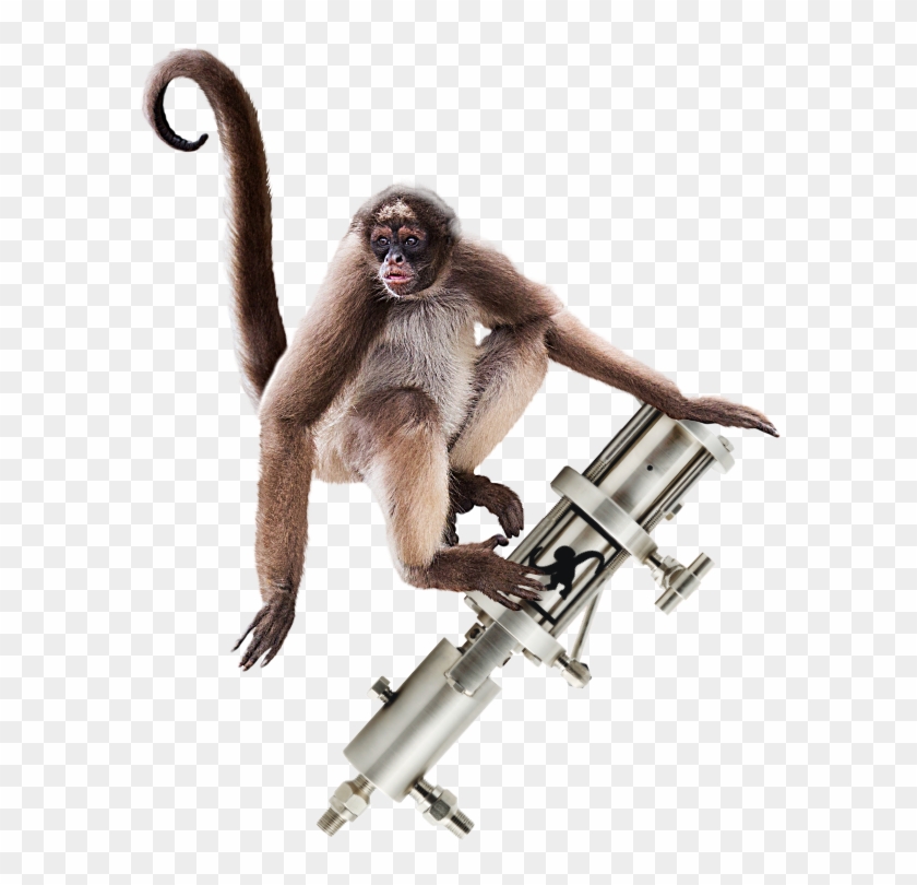 600 X 820 0 - Spider Monkey Clipart (#1223976) - PikPng