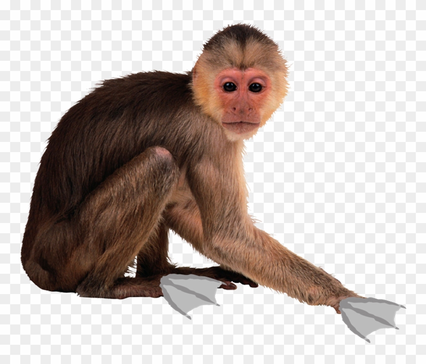 778 X 699 1 - Monkey Png Clipart #1224069