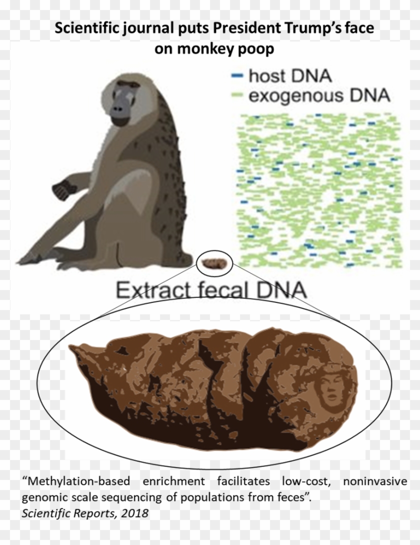 Journal Puts Trump's Face On Poop Clipart #1224255