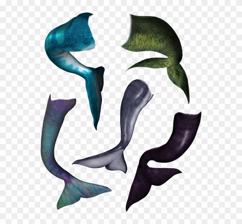 Dolphin Tail Png - Whale Clipart