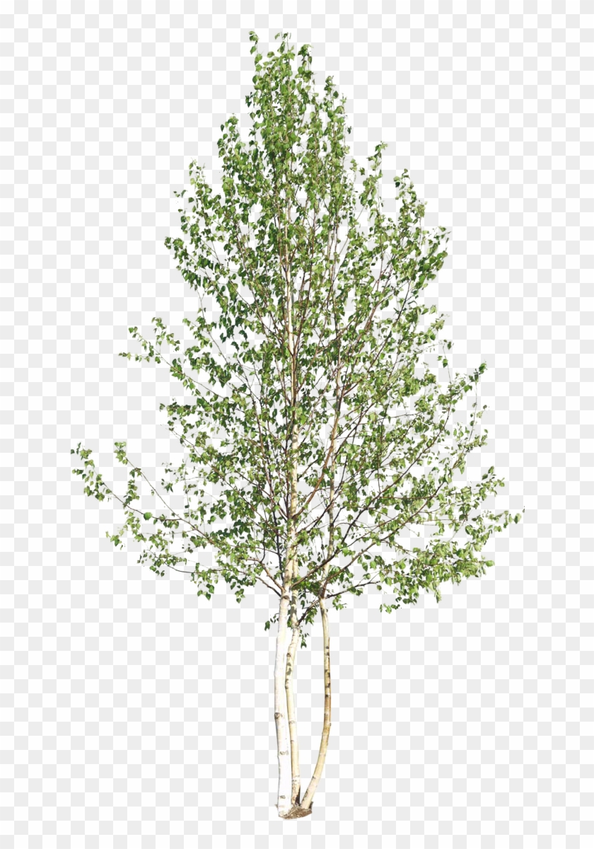 Pin By Chenjing On Site Plans - Silver Birch Tree Png Clipart #1224709
