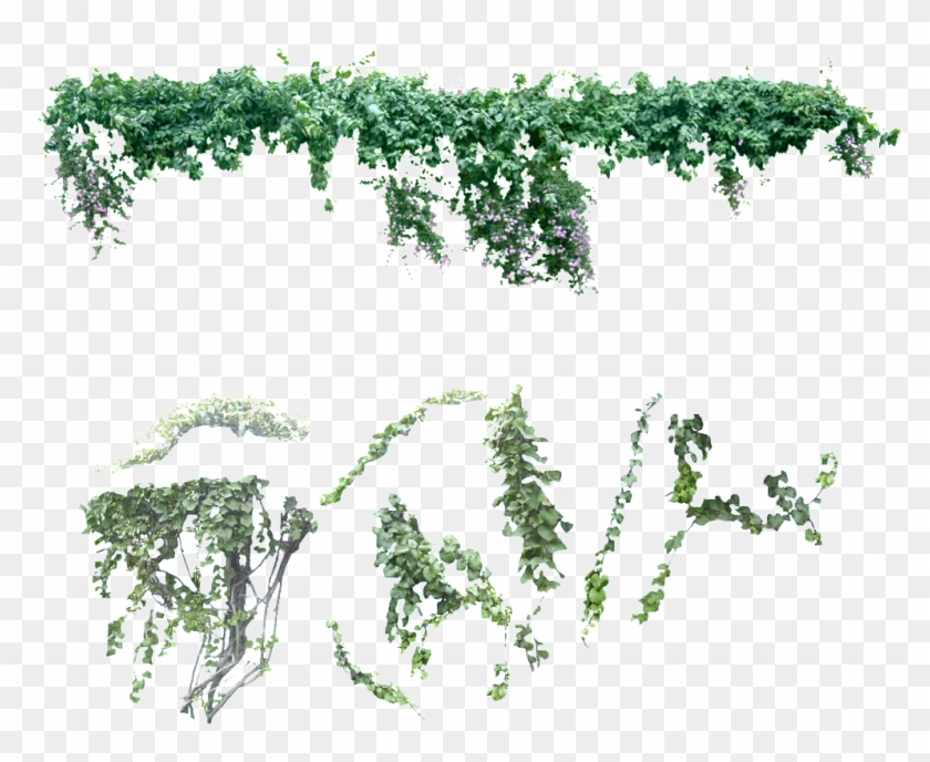 Vine Png - Liane Png Clipart