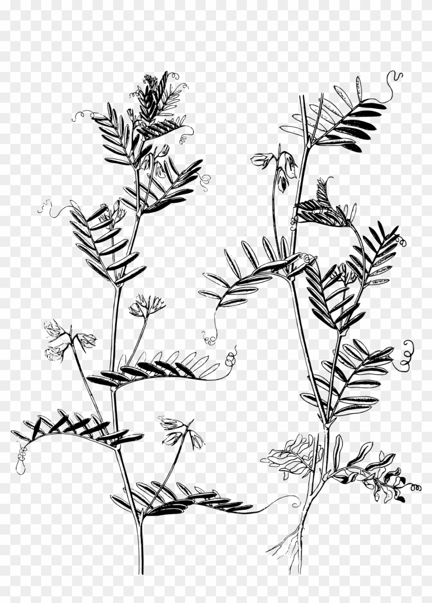 This Free Icons Png Design Of Lentil Plants Clipart