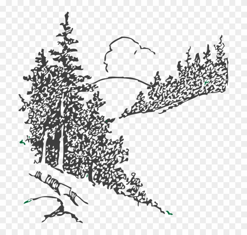 Drawn Forest Sketch Png - Black And White Pine Trees Clipart Transparent Png #1226648