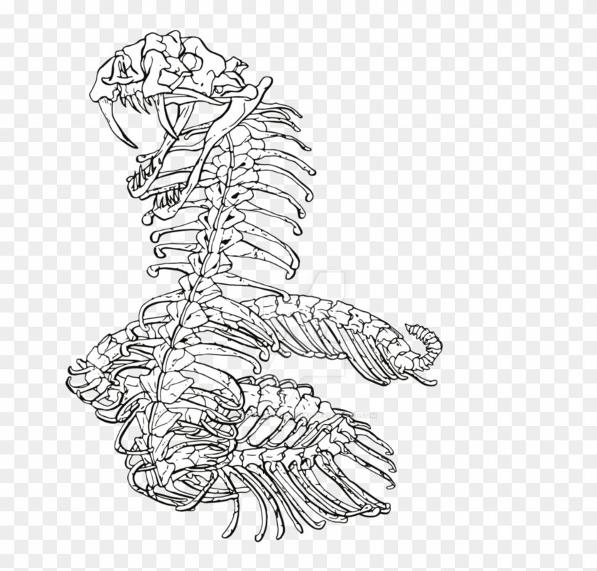 752 X 1063 0 - Snake Skeleton Drawing Clipart #1228081