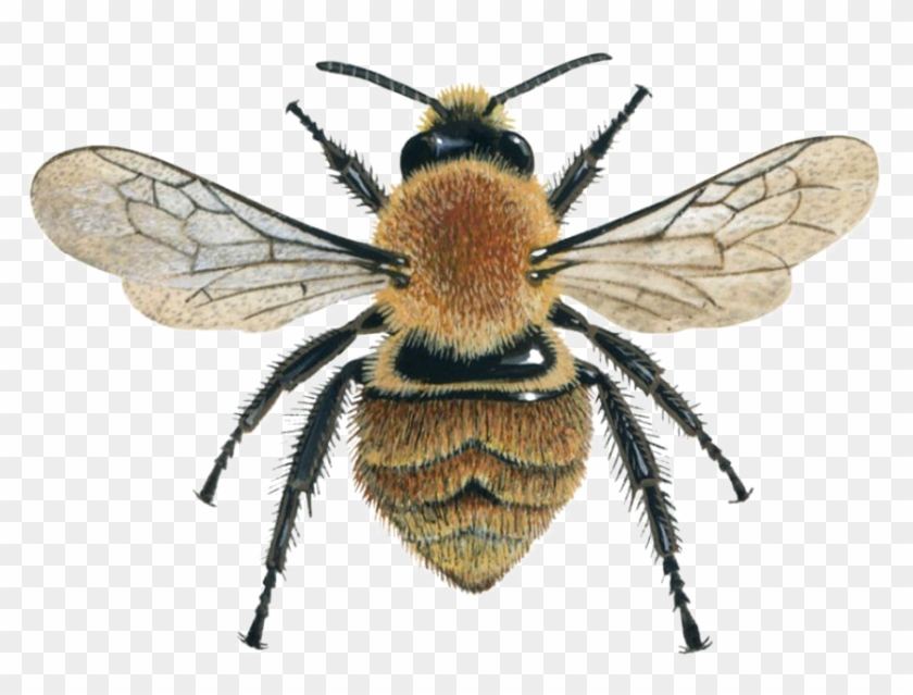 Bee Png Image File - Honey Bee From Above Clipart #1228795