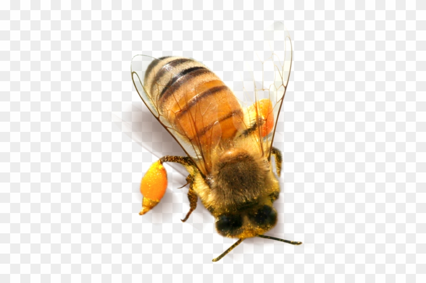 Bee Png Clipart - Honey Bee Png Transparent Png #1228807