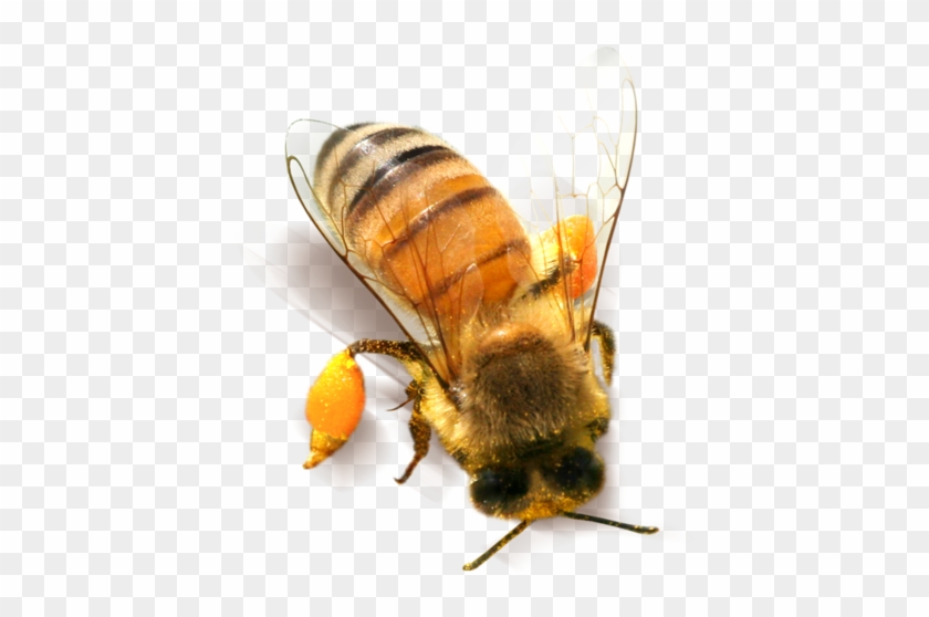 Bee Png Clipart - Honey Bee Png Transparent Png