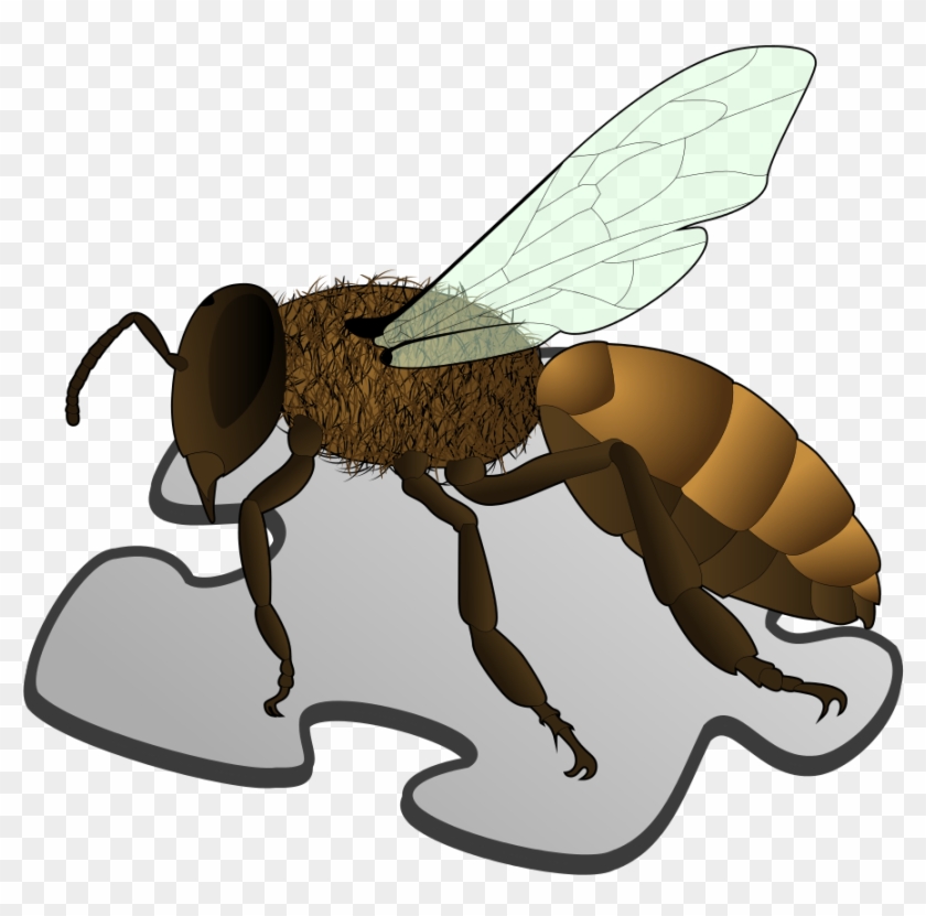 Bee Png Picture - Three Body Parts Of A Honey Bee Clipart #1228868