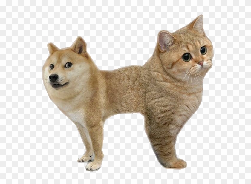 [ Img] - Cat Doge Clipart #1229194