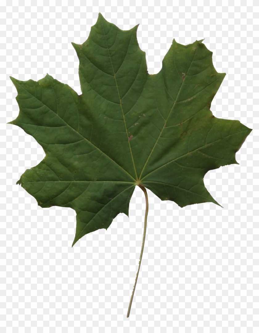 Leaf Texture Png - Leaf Clipart #1229632
