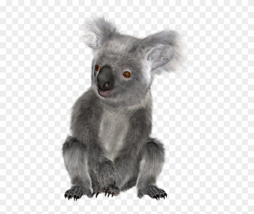 Download Png Image Report - Koala Clipart #1230347