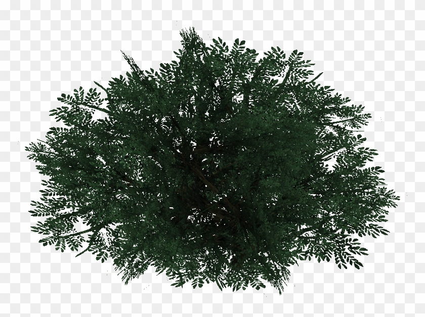 Pine Bush , Png Download - Mexican Pinyon Clipart #1230687