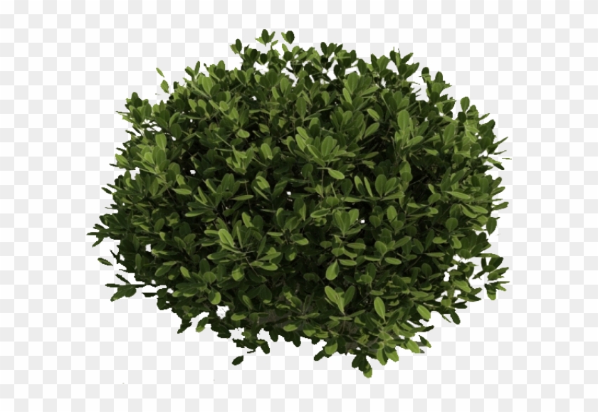 Bush Png Free Image Download - Bush Clipart Transparent Background #1230724