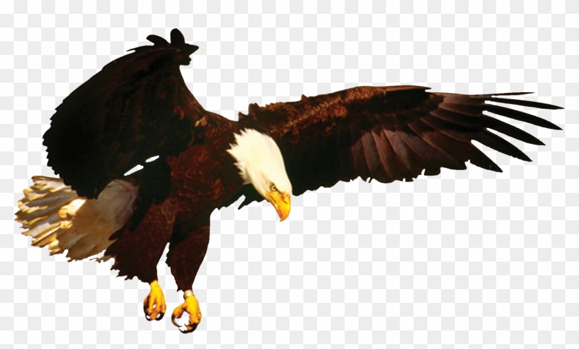 News Eagle & New Merchandise Coming Soon Eagle , Png Clipart #1231084