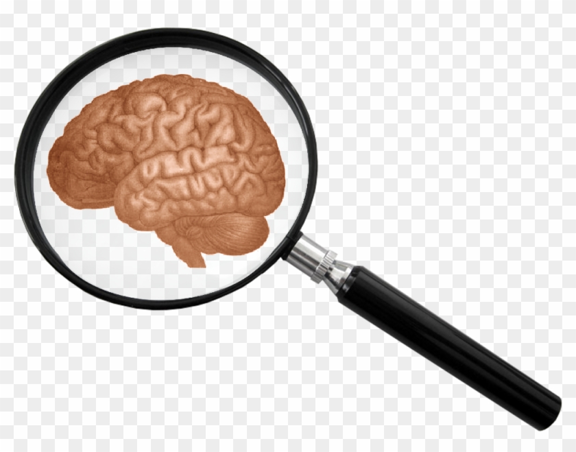 Human Science - Brain And Magnifying Glass Clipart