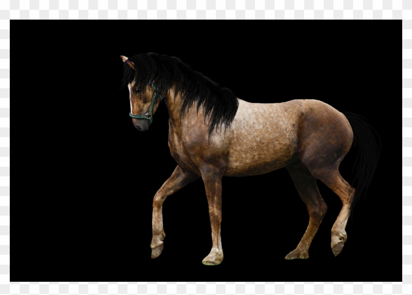 Stallion Clipart #1231440