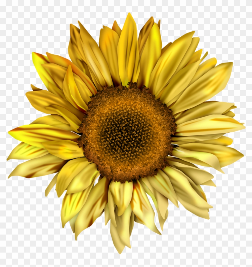 1014 X 1024 1 - Sunflower Png Clipart